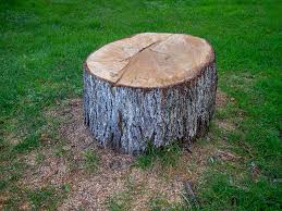 Best Stump Grinding and Removal  in Jal, NM