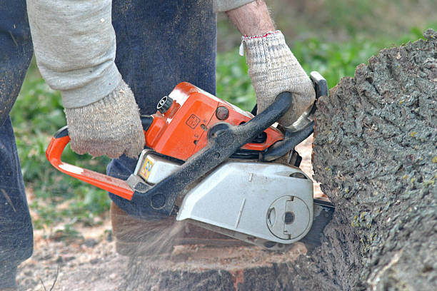How Our Tree Care Process Works  in  Jal, NM