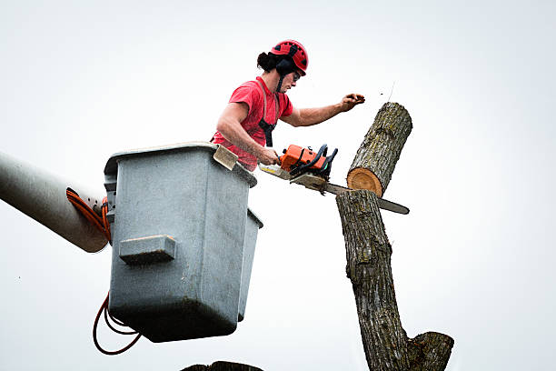 Best Commercial Tree Services  in Jal, NM