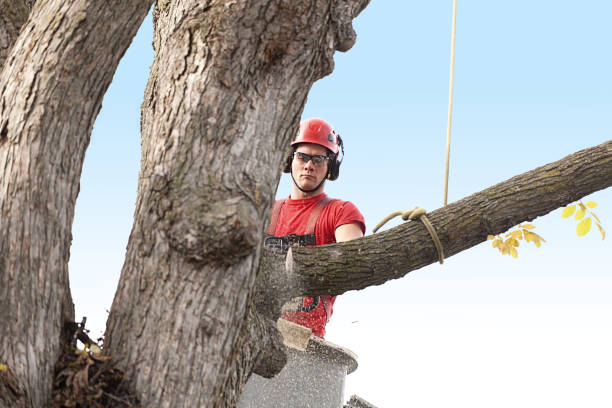 Jal, NM Tree Care Company