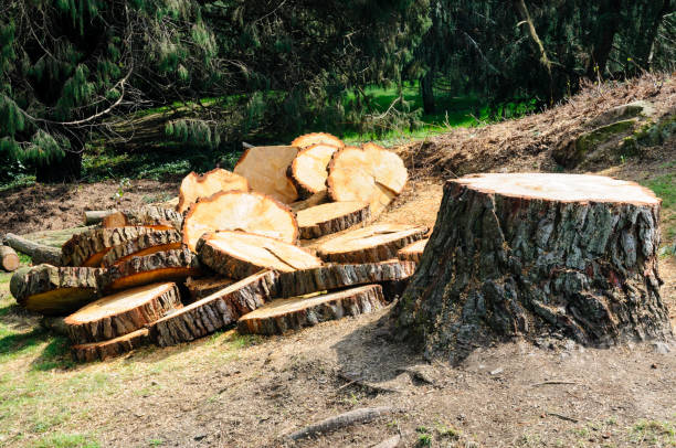Best Tree Health Inspection  in Jal, NM
